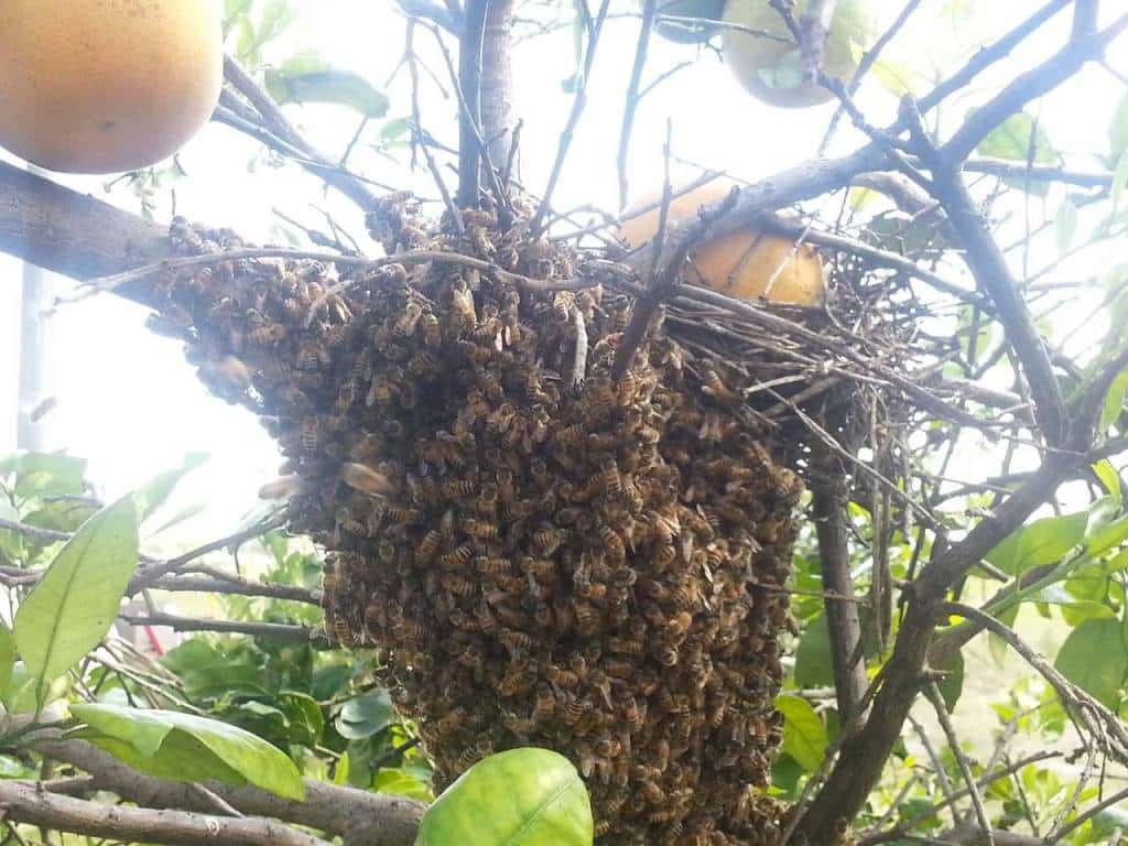Bee Barn at Zolfo Springs