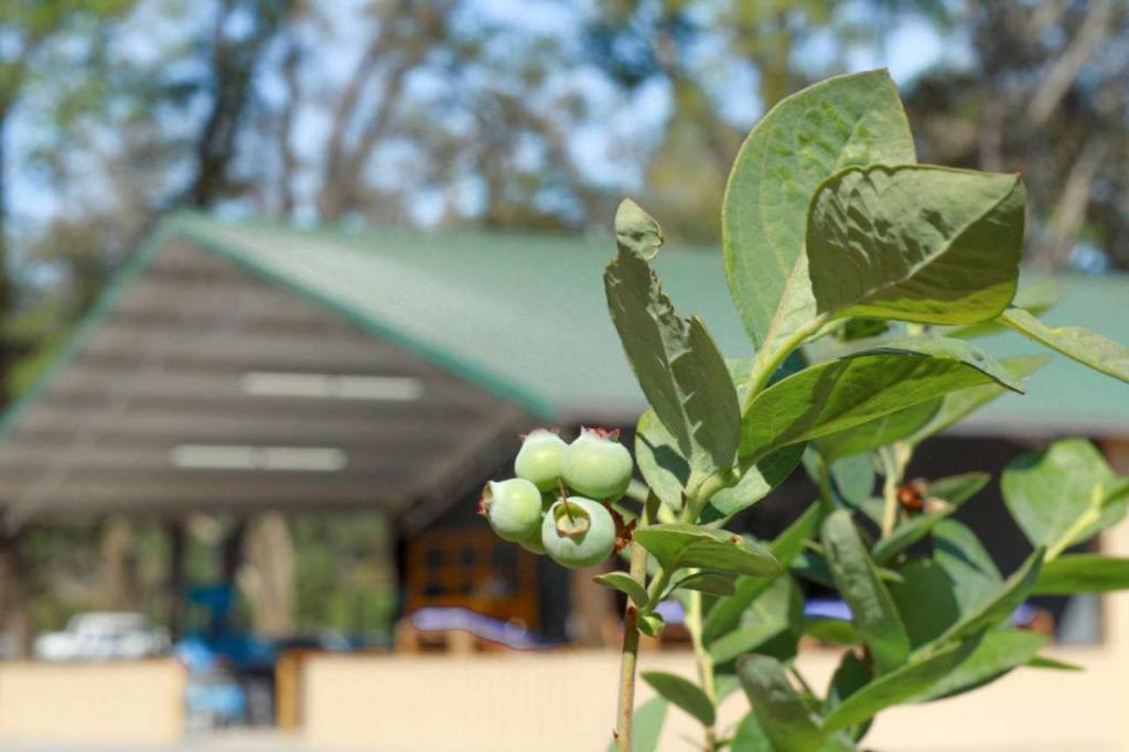 Cavallo Farm & Market