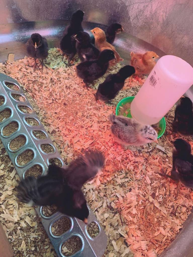 Manning's Feed & Seed