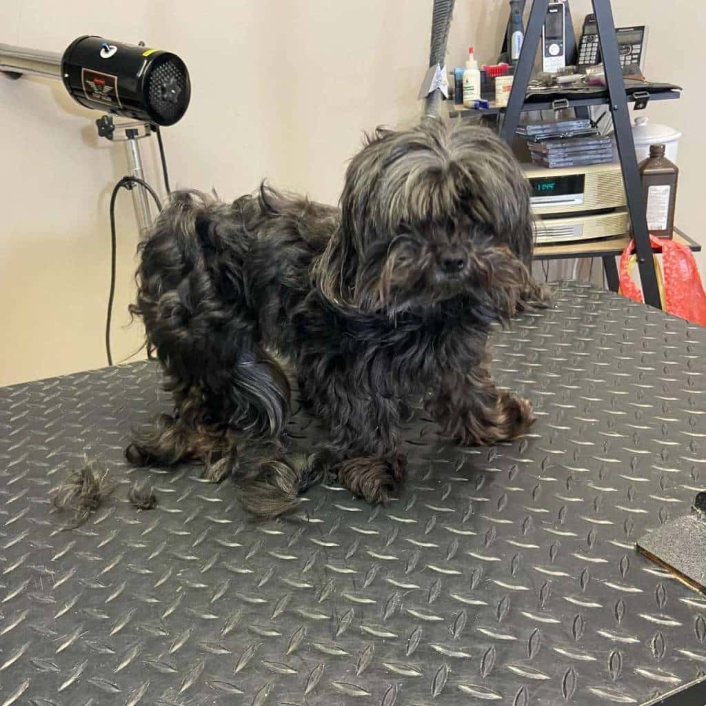 Johnny Flagtails Dog Spa