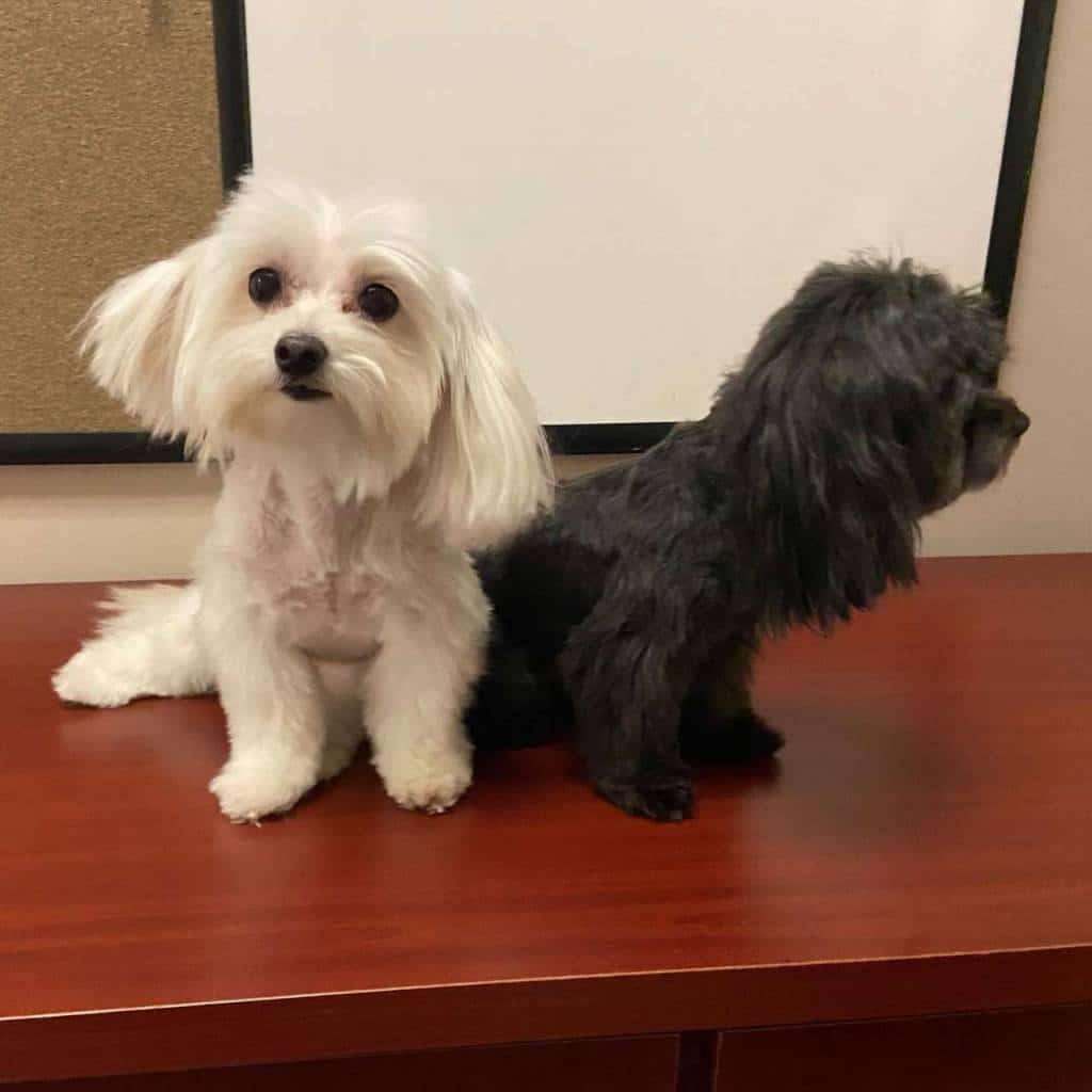 Johnny Flagtails Dog Spa