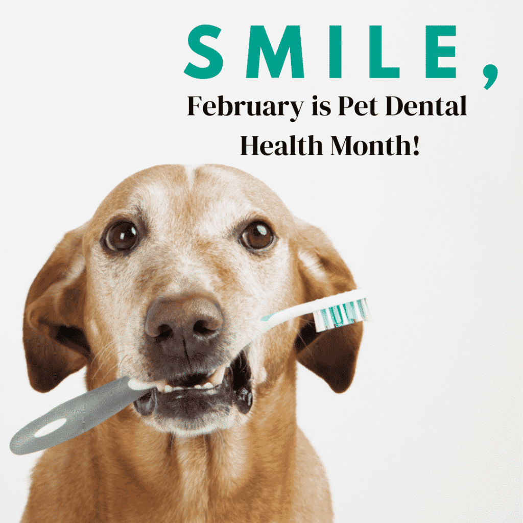 Lantana Atlantis Animal Hospital