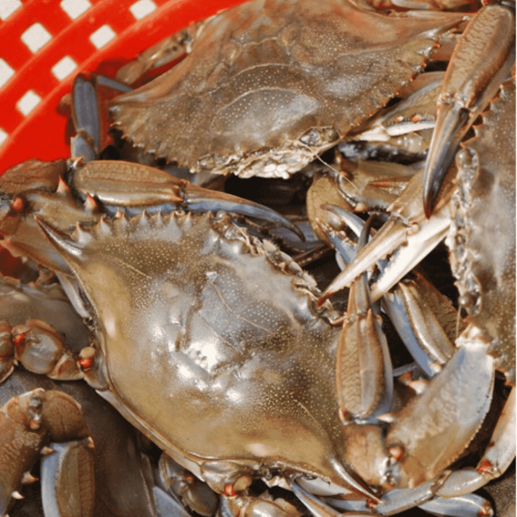 Kurdi Fresh Seafood Market & Crab Shack