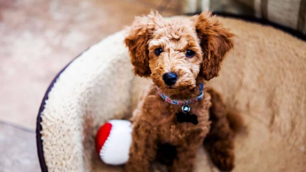 Puppy Avenue