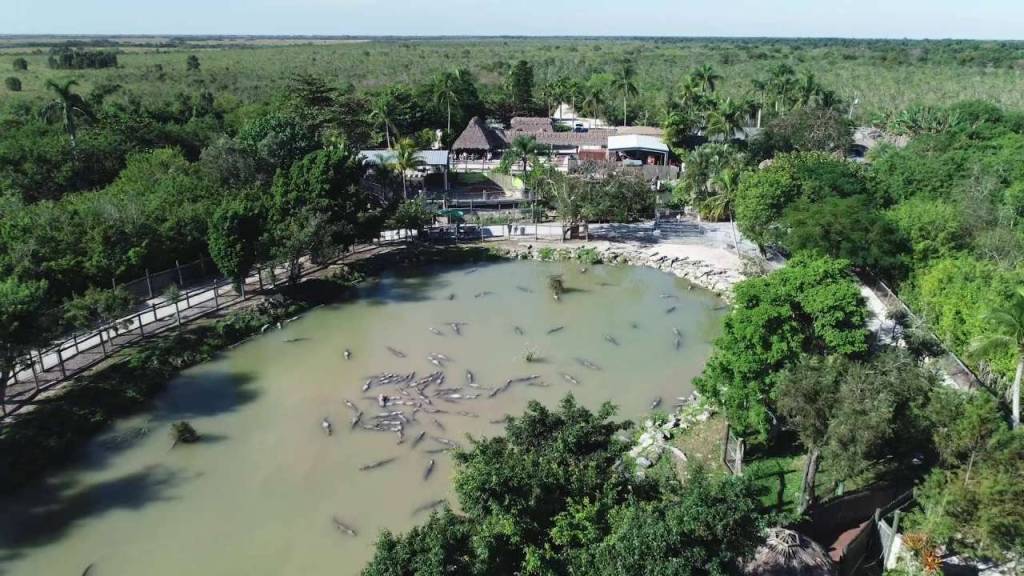 Everglades Alligator Farm