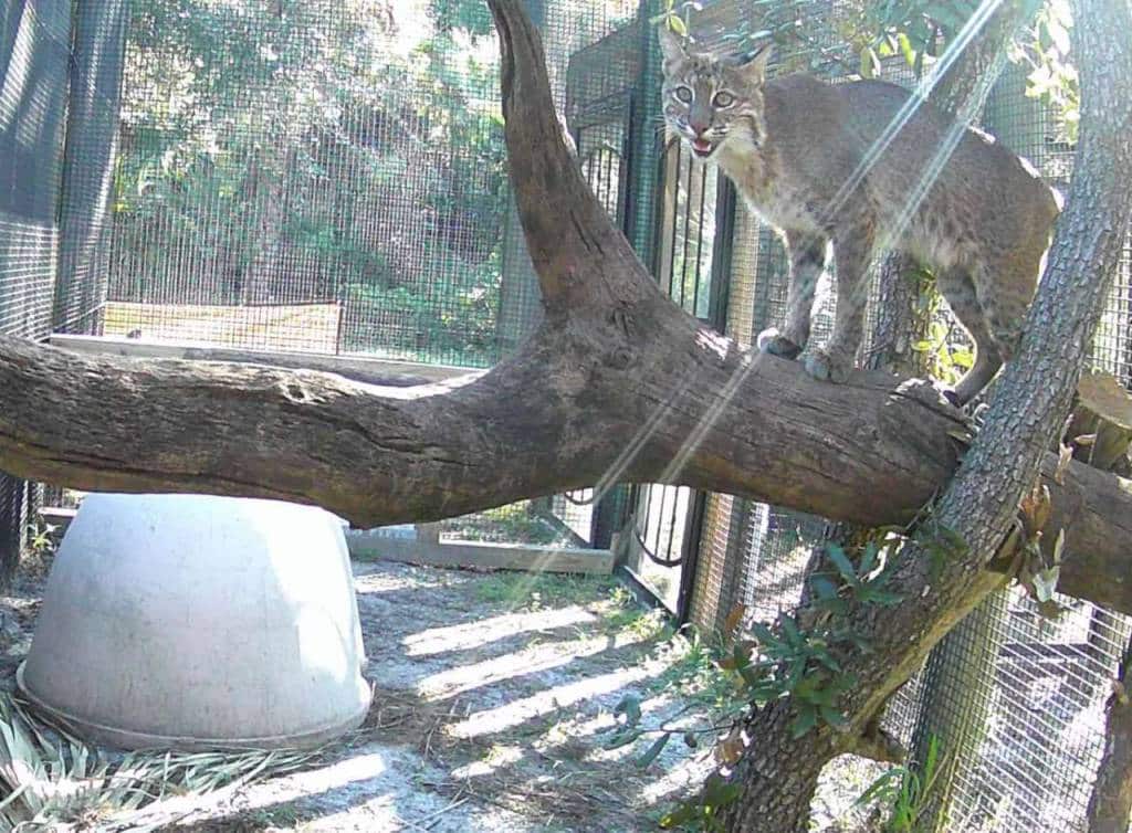 Florida Wildlife Hospital, Inc