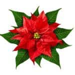 Christmas Events Light Displays Florida