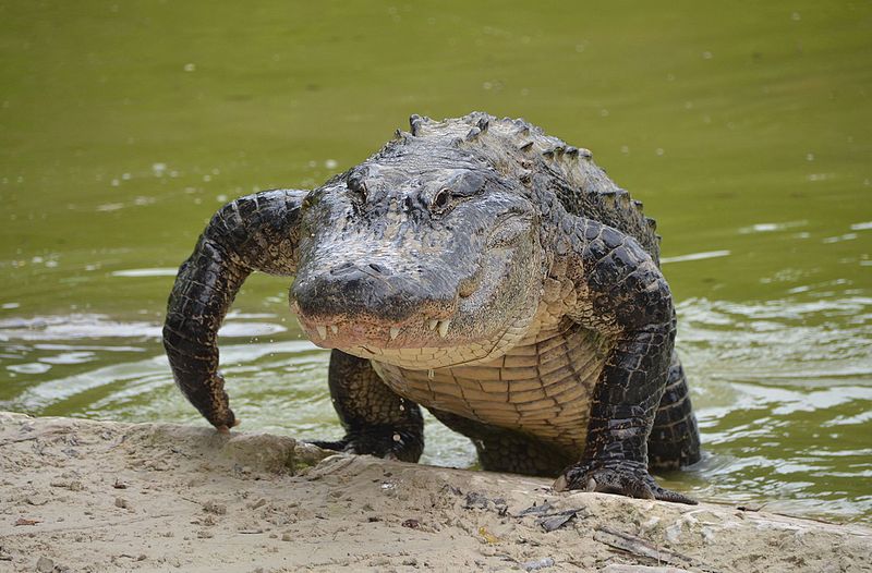 alligators