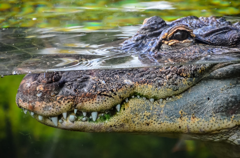 alligator