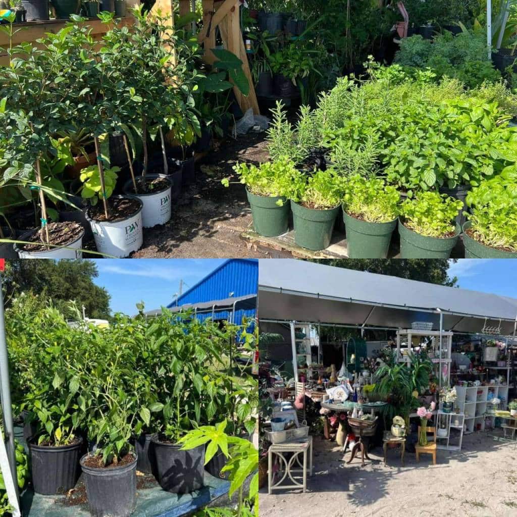 Sunshine Flea Market