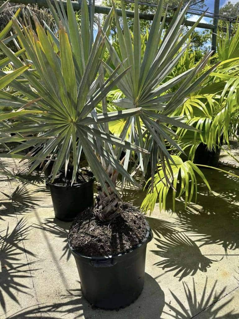 Verdego Garden Center