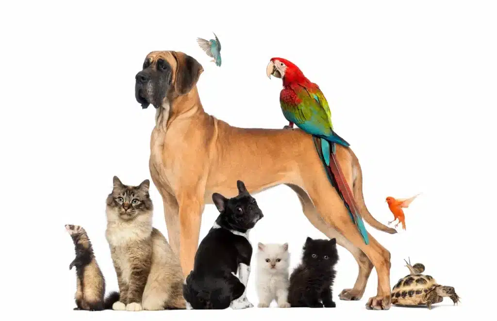 Compassionate Care Pet Cremation Baldwin