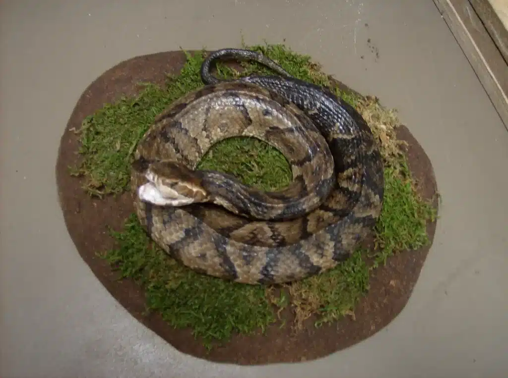 Lee's Taxidermy