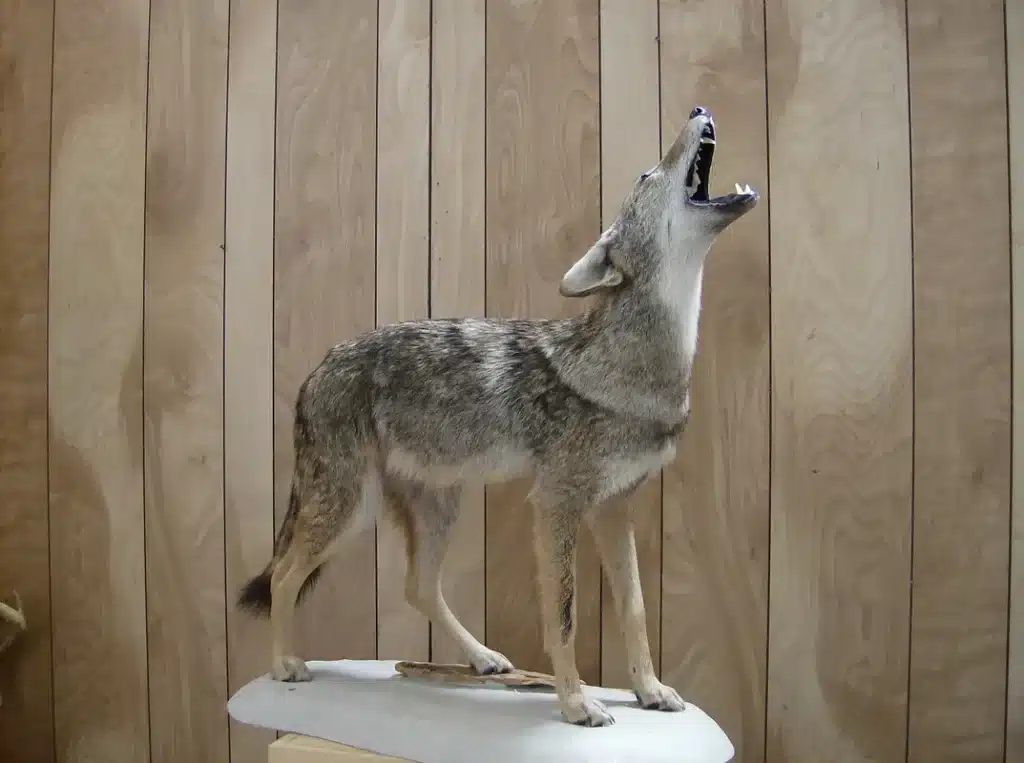 Lee's Taxidermy