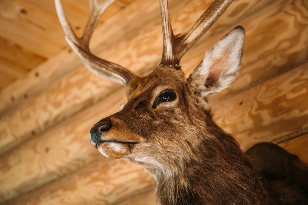 taxidermy in Florida